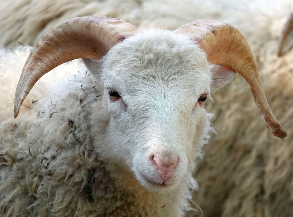 Kuidas pesta meriinovilla? Olge ettevaatlik kõrge temperatuuri, tsentrifuugi ja riputamisega. Muidu rikute kõik ära.