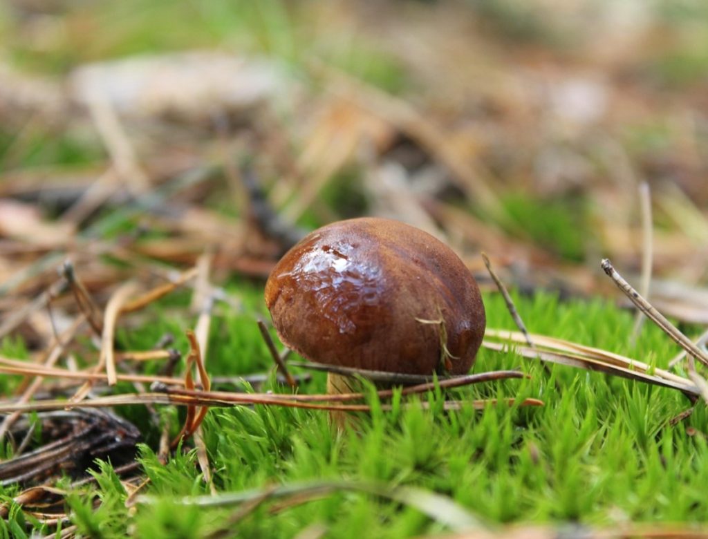 Prantsuse ekspert selgitab selgelt, miks seened kasvavad ainult sügisel.