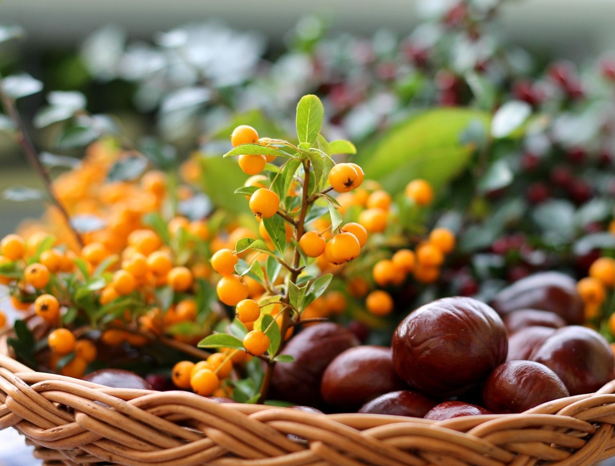 Varuge purke, sest varsti lõpeb selle viljakandvus. Talvel on seda parem lisada teele kui mett ja sidrunit.