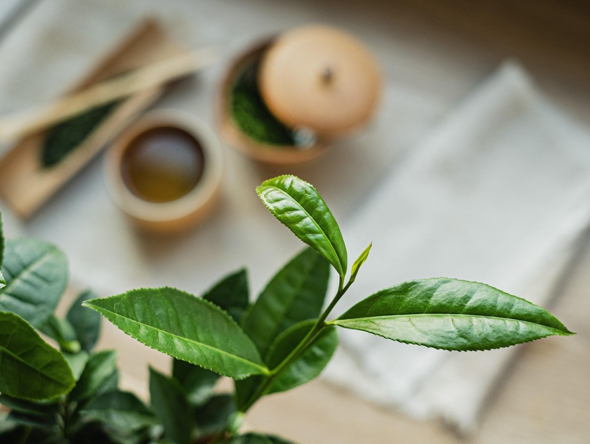 Tee, mis ei sarnane ühegi teisega. See annab energiat, aitab keskenduda ja võidelda ülekaaluga.