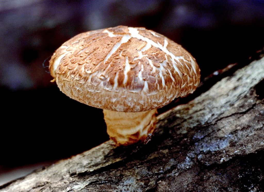 Lentinula edodes
