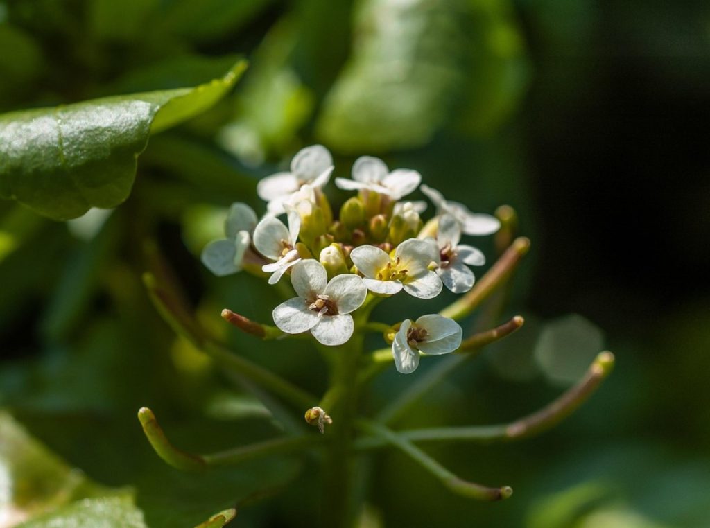 Alahinnatud, sest selle kohta on veel vähe teada. See kaitseb maksa, südant ja luid ning peaks olema kohustuslik vanematele inimestele.