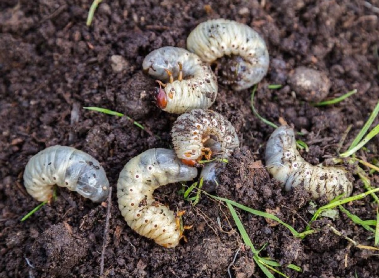 Ukrainas hakati müüma šokolaadi usside ja munadega