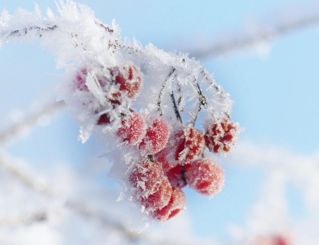 Parim marja eakatele inimestele, pealegi tasuta. See on kasulik südamele ja silmadele ning puhastab organismi.