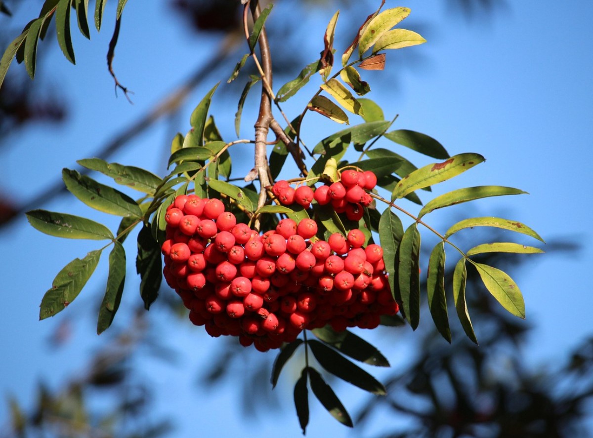 Parim marja eakatele inimestele, pealegi tasuta. See on kasulik südamele ja silmadele ning puhastab organismi.