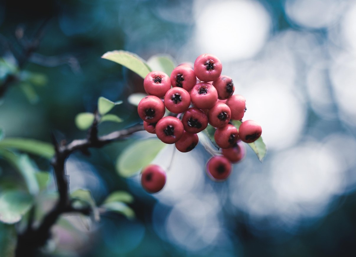 Parim marja eakatele inimestele, pealegi tasuta. See on kasulik südamele ja silmadele ning puhastab organismi.