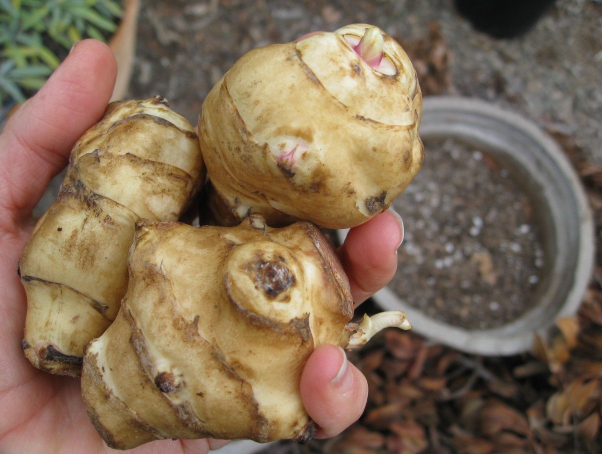 See sobib salatisse sama hästi kui kartul. See puhastab maksa ja alandab veresuhkru ja kolesteroolitaset.