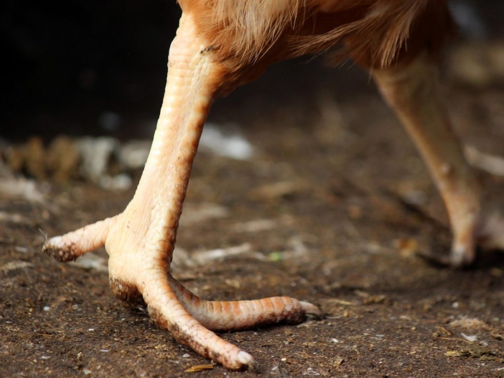 Mõned peavad neid maiuspalaks, teised pööravad pilgu kõrvale. See on kahetsusväärne, sest tegemist on unikaalse kollageeni allikaga.