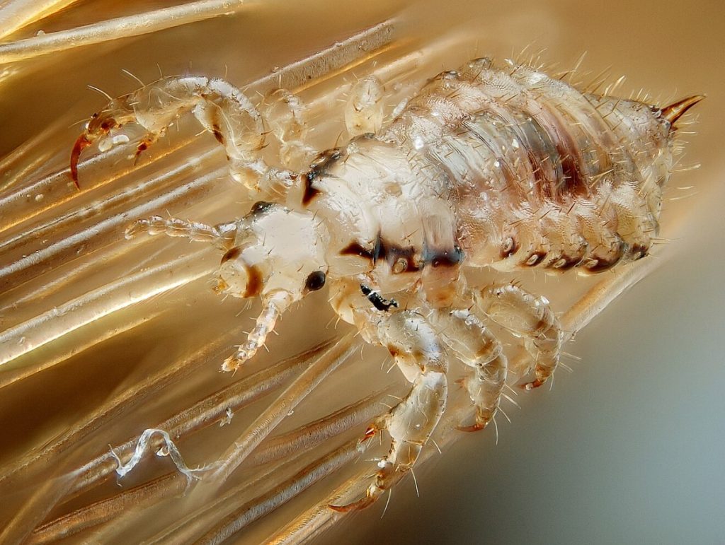 Lestad ei vaeva teid enam: tõestatud meetod teepuuõliga