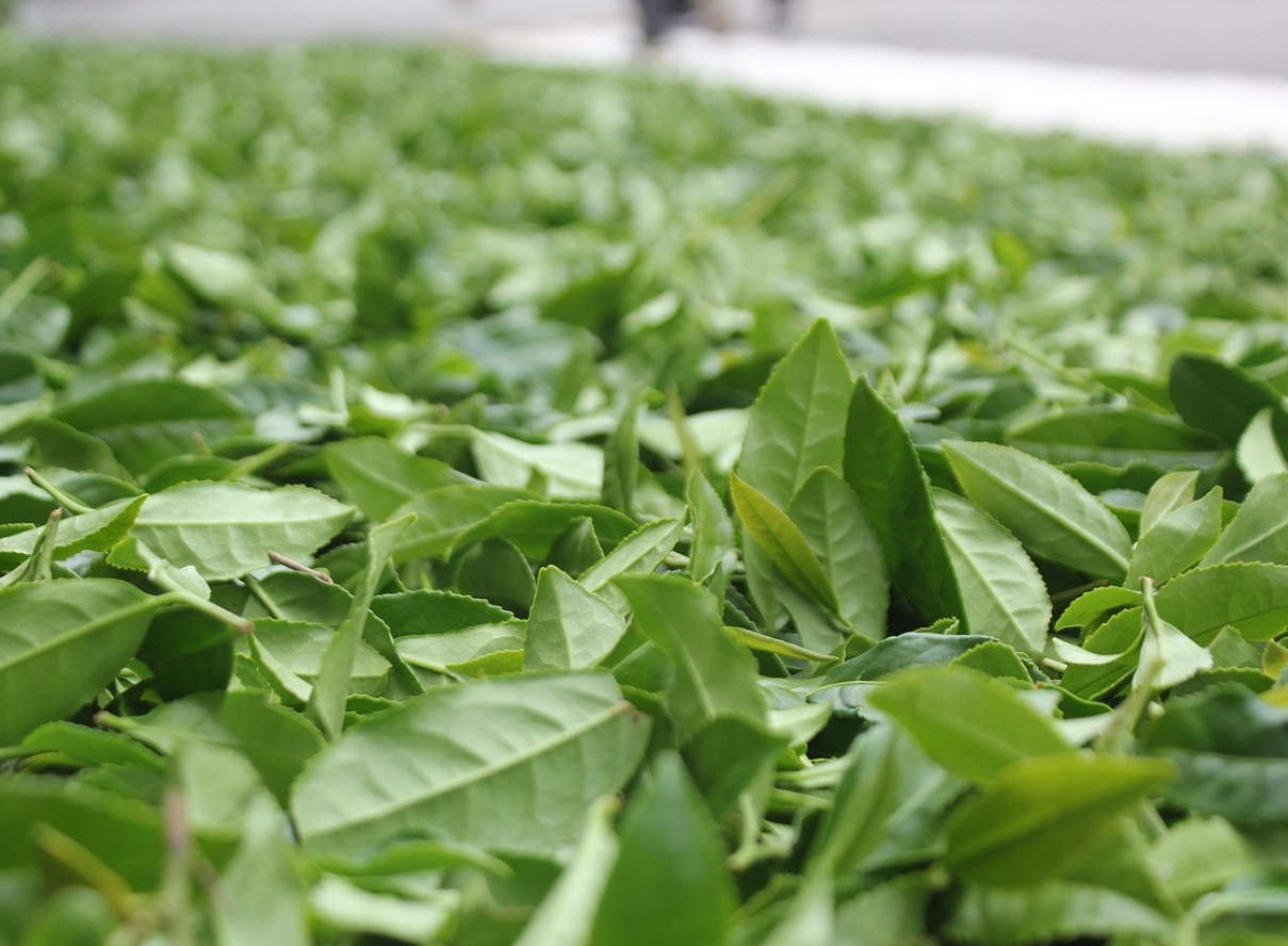 Joo seda regulaarselt kohvi asemel. Su süda ja sooled on terved, stress väheneb ja kaal langeb.