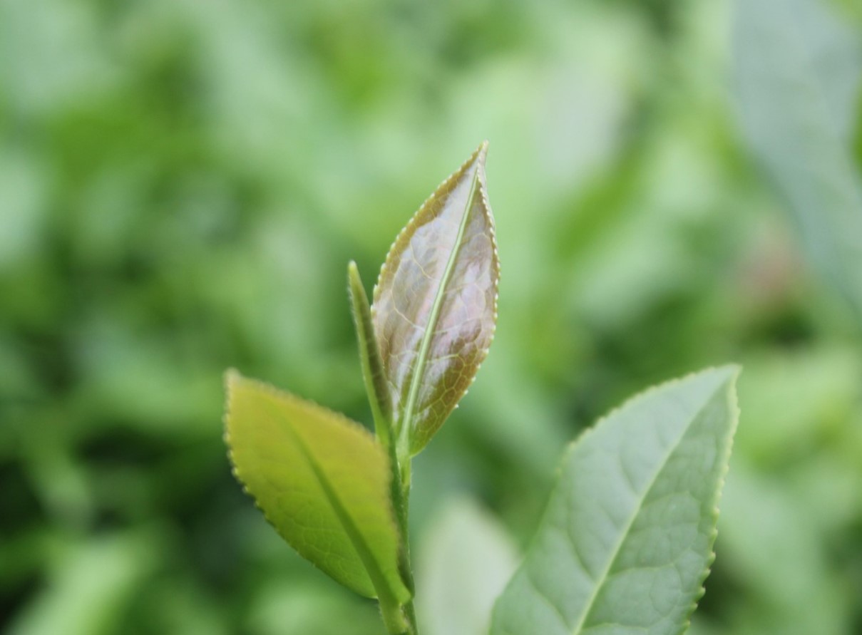 Joo seda regulaarselt kohvi asemel. Su süda ja sooled on terved, stress väheneb ja kaal langeb.