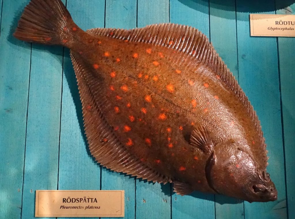 Üks maitsvamaid kalu Läänemeres. Sellel on mahlakas valge liha ja vähe luid.