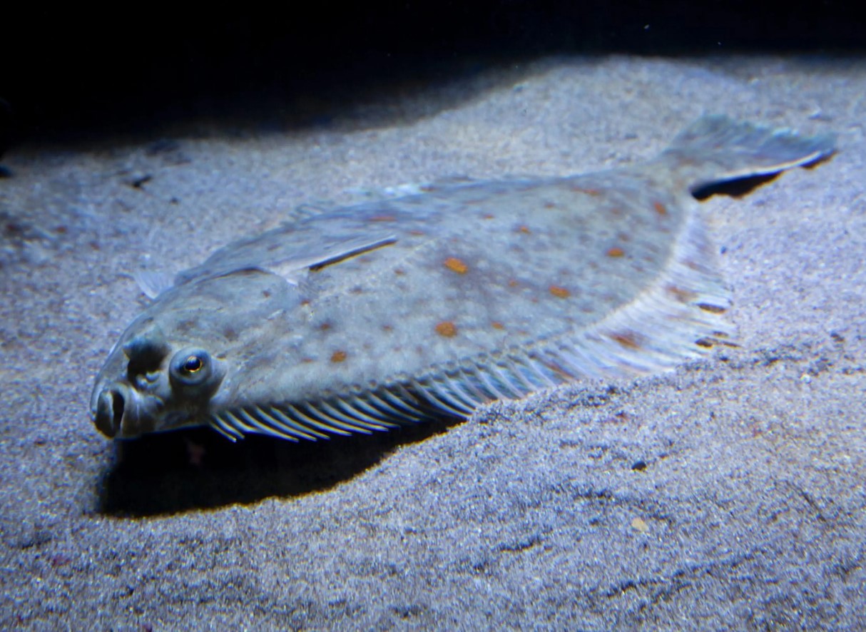 Üks maitsvamaid kalu Läänemeres. Sellel on mahlakas valge liha ja vähe luid.