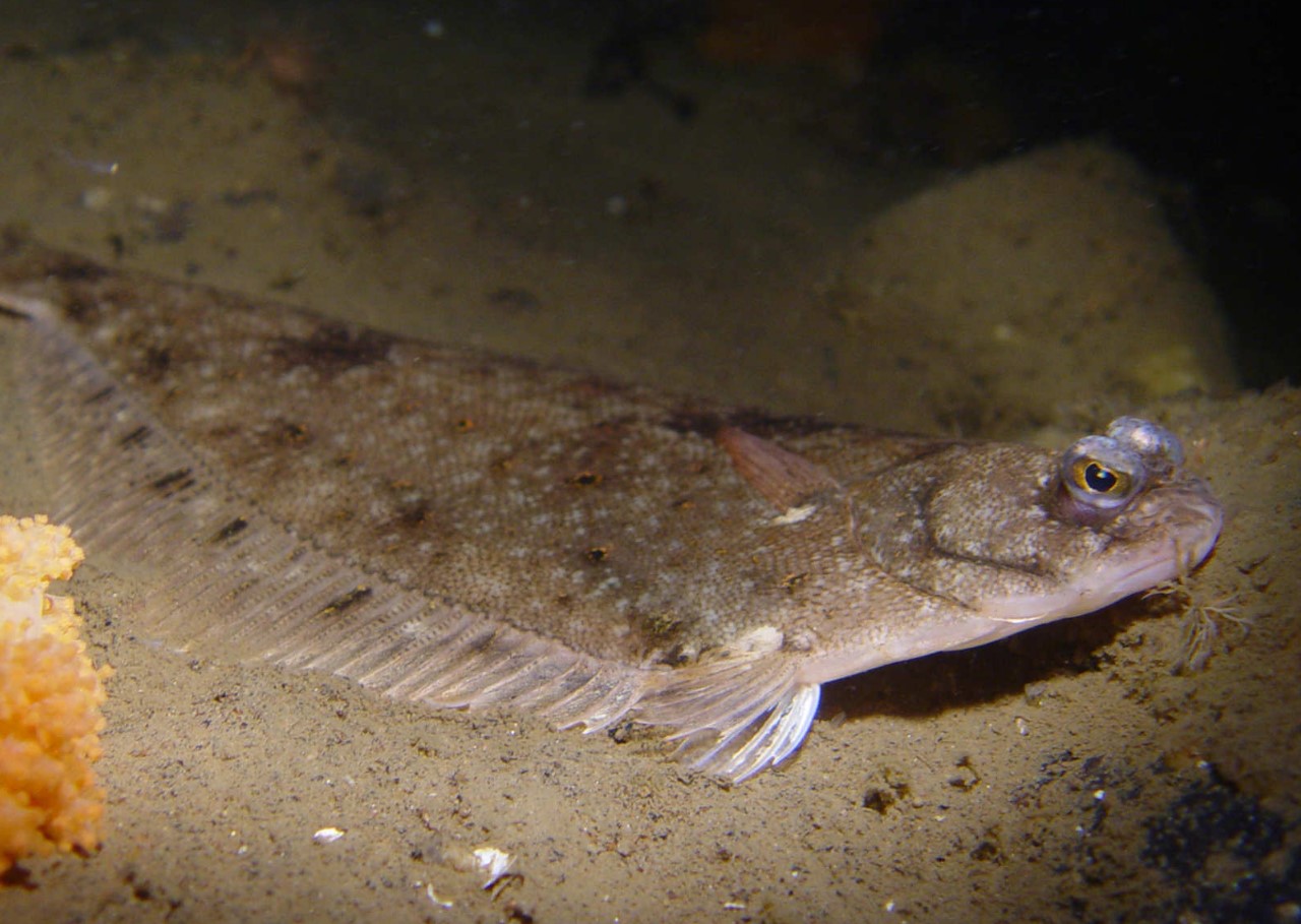 Pleuronectes platessa