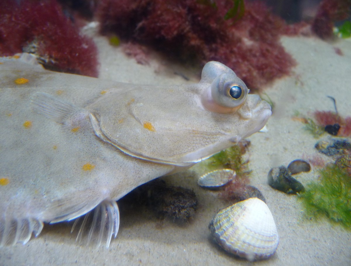 Pleuronectes platessa