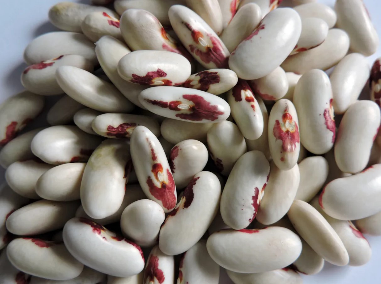 Selle kasvatamine oli keelatud, kuid täna valmistame seda uhkelt. Pool tassi sisaldab sama palju valku kui 100 g kalkunit.