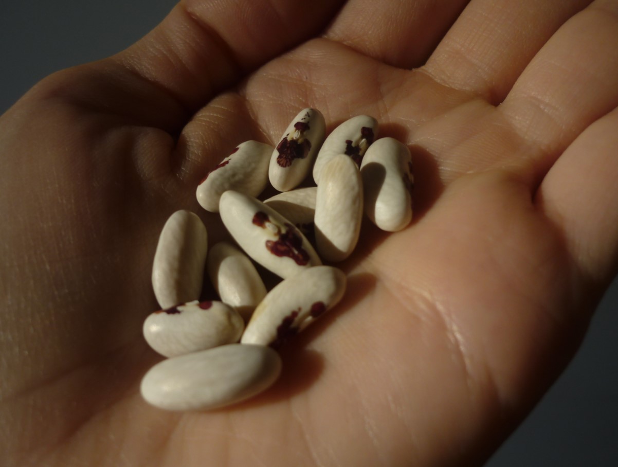 Selle kasvatamine oli keelatud, kuid täna valmistame seda uhkelt. Pool tassi sisaldab sama palju valku kui 100 g kalkunit.