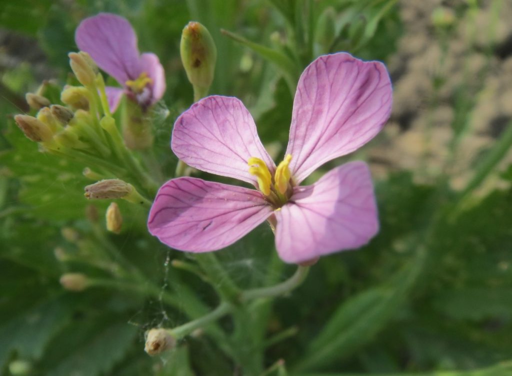 Sööge sagedamini, et kiirendada ainevahetust. See on kasulik ka nägemisele, juustele ja küüntele.