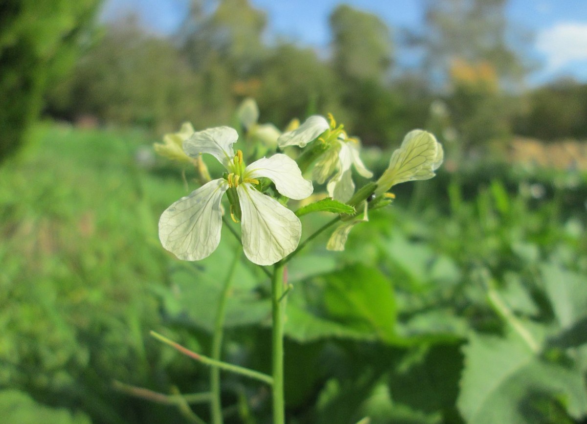 Sööge sagedamini, et kiirendada ainevahetust. See on kasulik ka nägemisele, juustele ja küüntele.