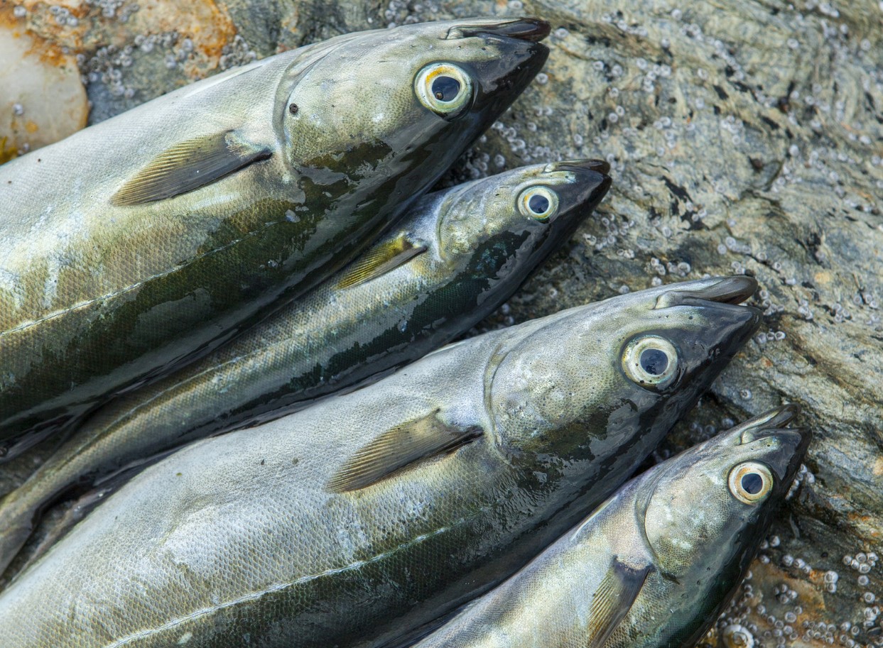 See on odavam kui tursik, selles pole luid ja liha on mahlane ja õrn. Lidlis saab seda soodushinnaga osta.