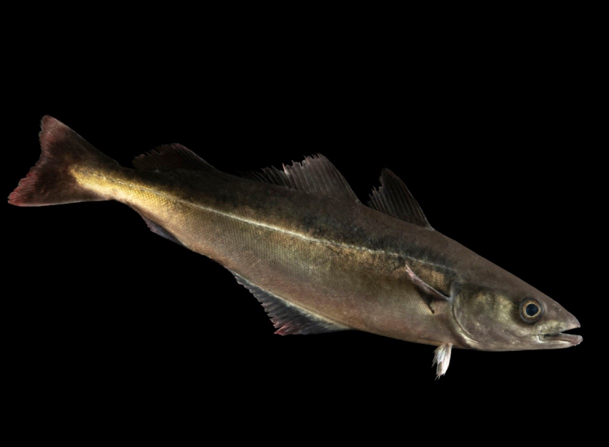 See on odavam kui tursik, selles pole luid ja liha on mahlane ja õrn. Lidlis saab seda soodushinnaga osta.