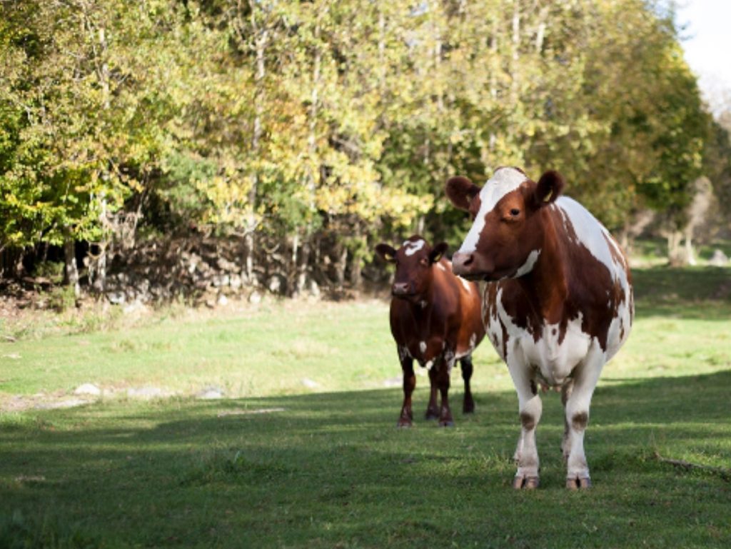 Väddö Gårdsmejeri: maitsev ja kreemjas jäätis, otse talust