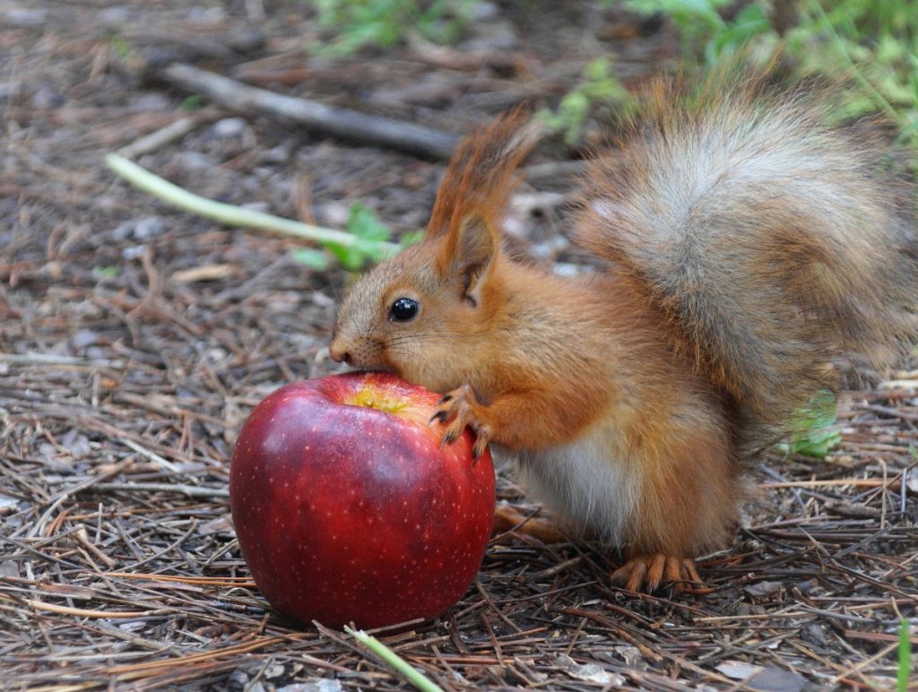 Miks toitumisspetsialistid söövad õunu koos valkudega: teaduslikult tõestatud kombinatsioon, mida paljud unustavad