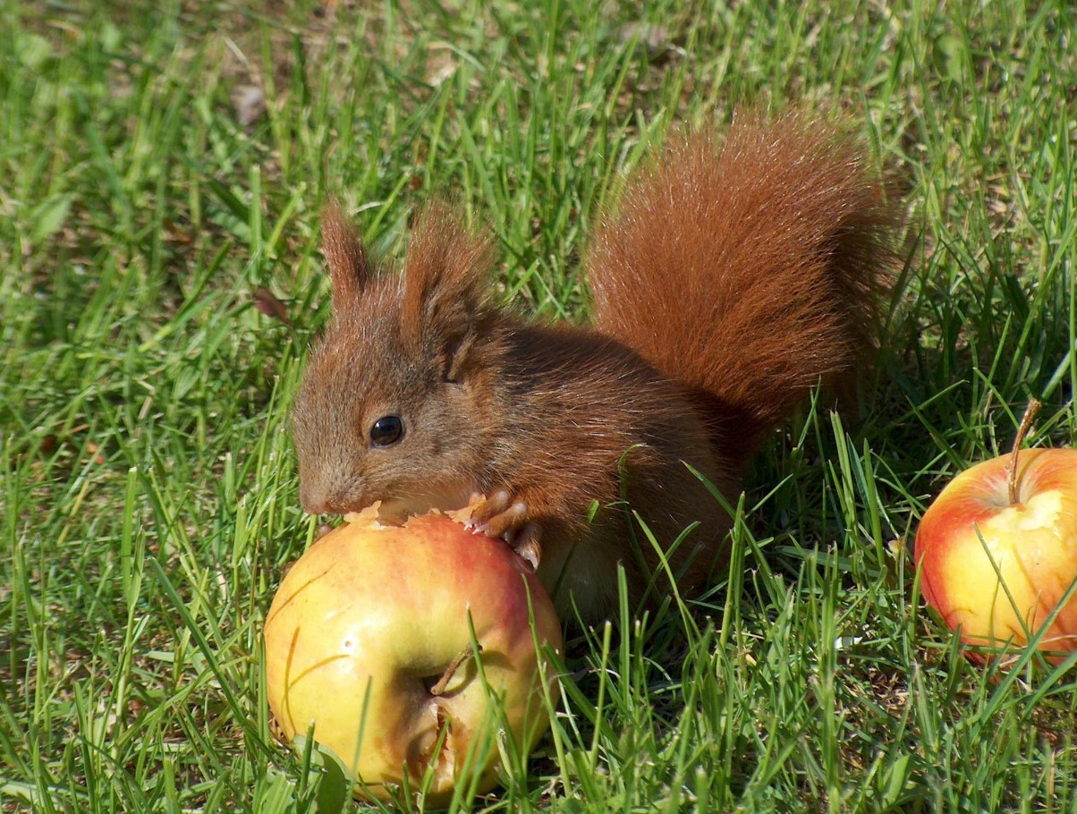 Miks toitumisspetsialistid söövad õunu koos valkudega: teaduslikult tõestatud kombinatsioon, mida paljud unustavad