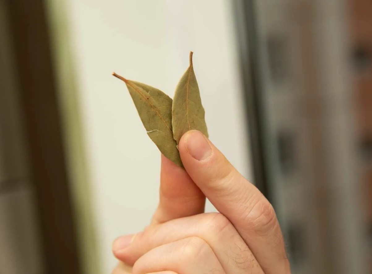 Süüdake loorberileht ja vaadake, mis juhtub teie koduga.