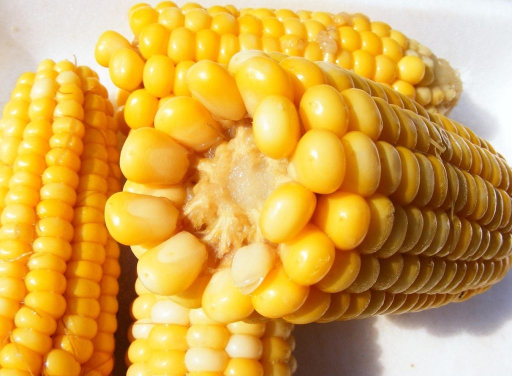 Kuidas keeta maisi, et see oleks magus nagu lapsepõlves: saladus piima ja suhkruga