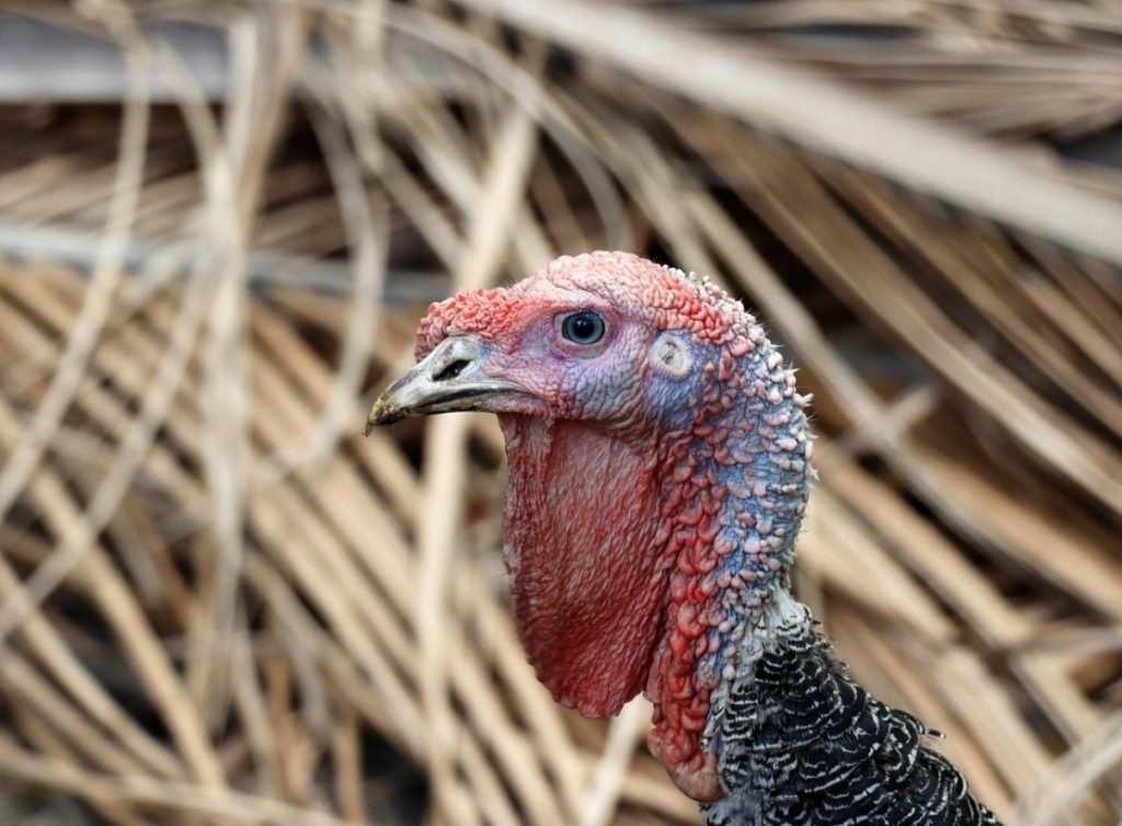 Täidisega kalkun kastanite ja aprikoosidega – Eesti jõulude süda