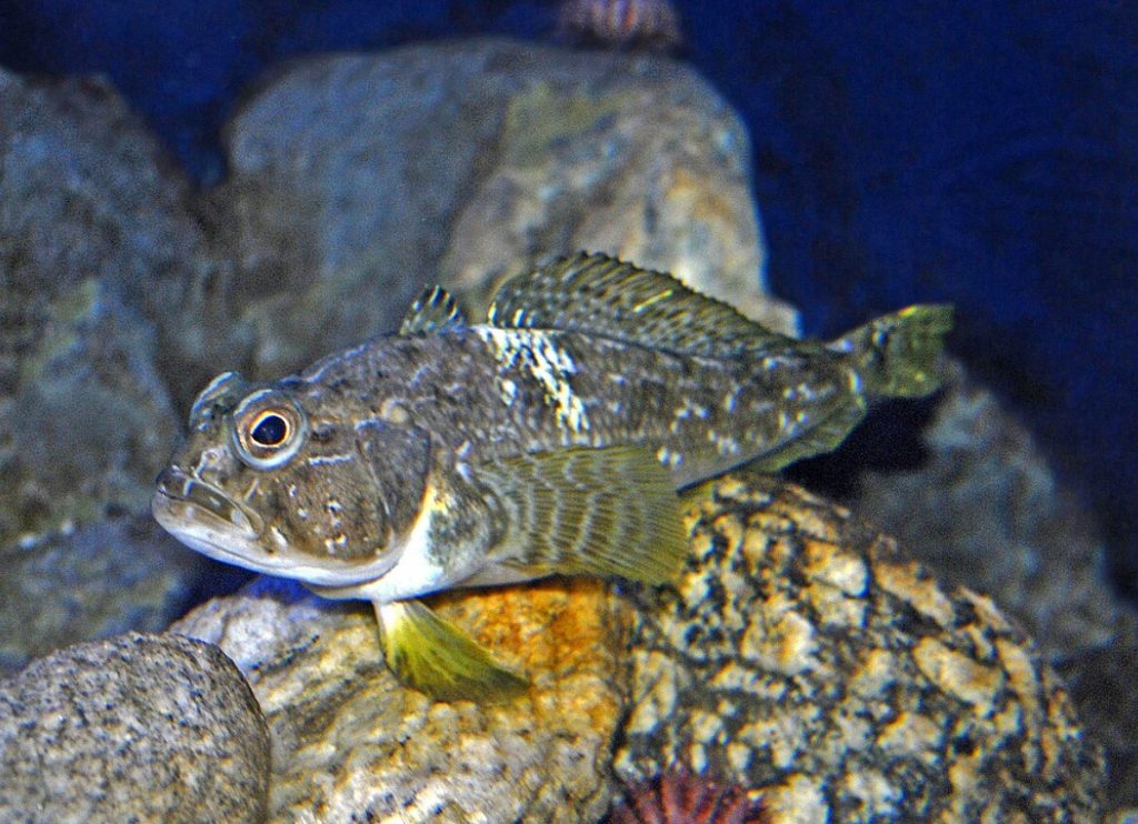 Unikaalne kala reedeks. See on kondita, mahlakas nagu ükski teine ja toimib aju kütusena.