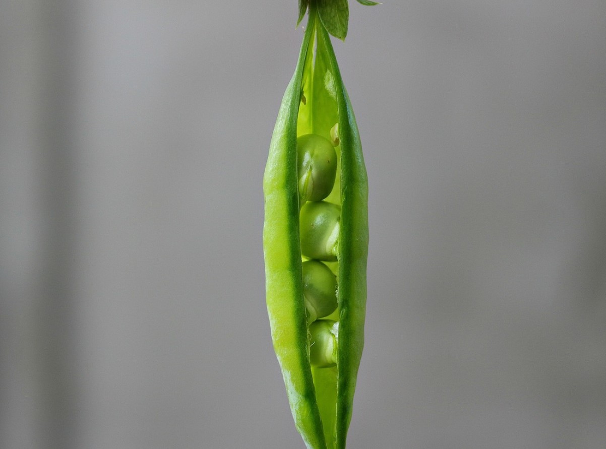 Asenda avokaado odavama ja maitsvama köögiviljaga. See maitsev pasta asendab sinu päevase valgu normi.