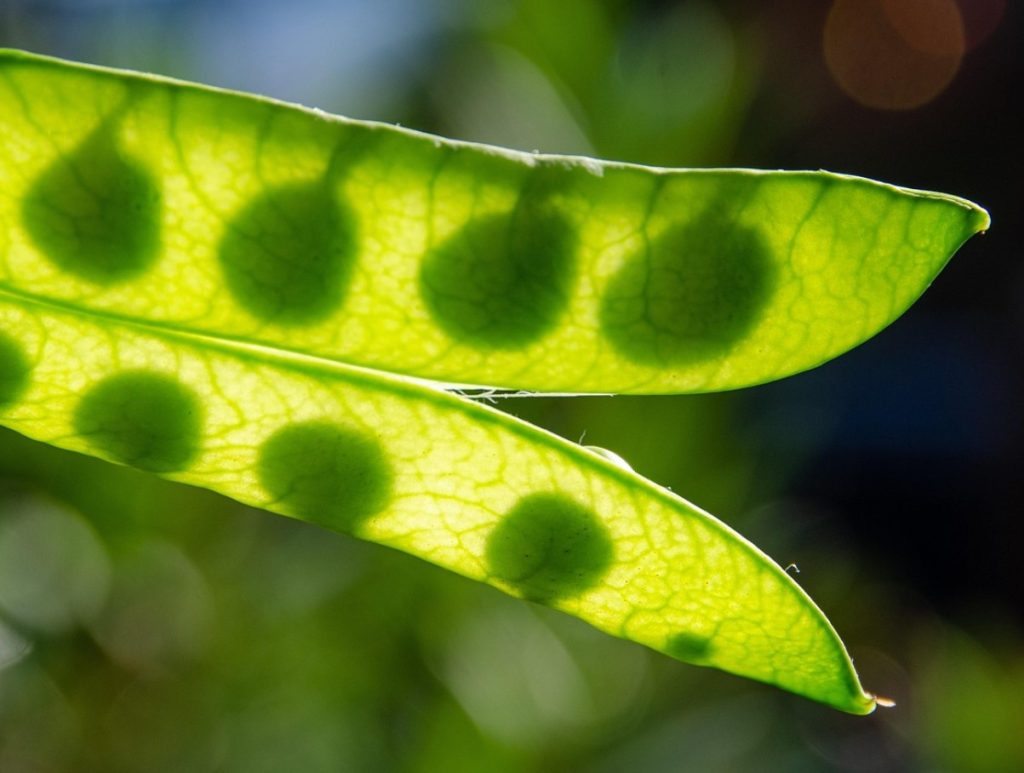 Asenda avokaado odavama ja maitsvama köögiviljaga. See maitsev pasta asendab sinu päevase valgu normi.