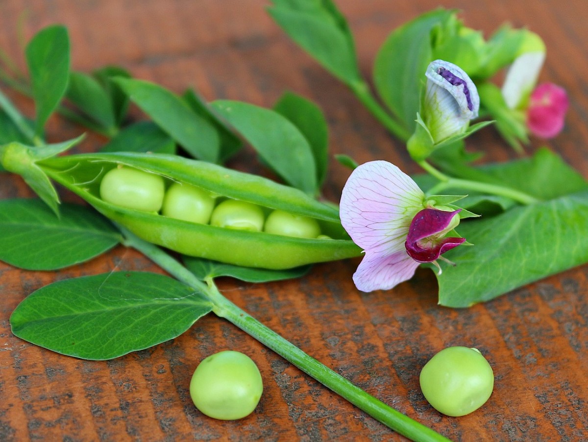 Asenda avokaado odavama ja maitsvama köögiviljaga. See maitsev pasta asendab sinu päevase valgu normi.