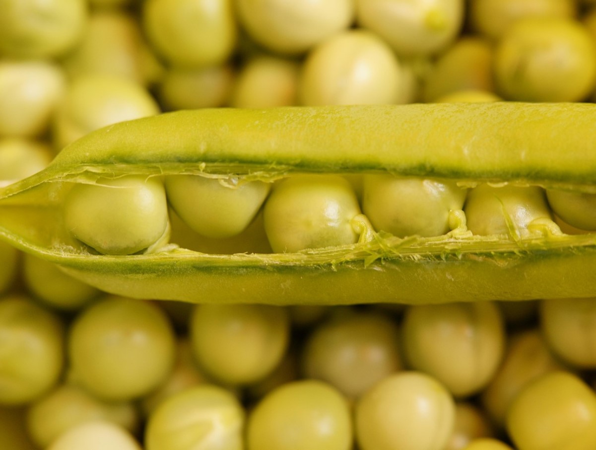 Asenda avokaado odavama ja maitsvama köögiviljaga. See maitsev pasta asendab sinu päevase valgu normi.