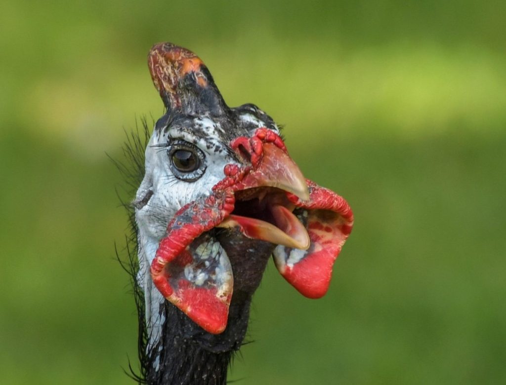 See on üks kasulikumaid lihasorte, kuid me sööme seda harva. See toetab südame, luude ja aju tööd.