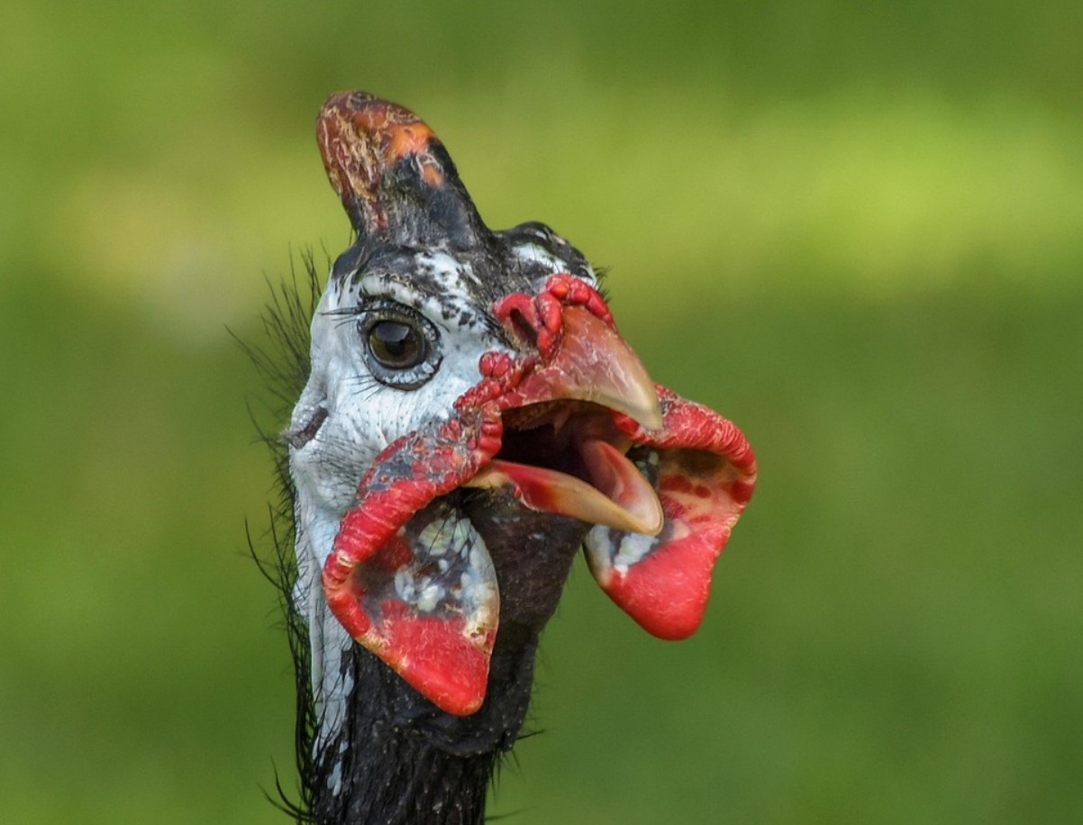 Kunagi oli see liha väga populaarne, kuid nüüd on seda tavalistes supermarketites raske leida. Selle on asendanud kana või kalkun, […]