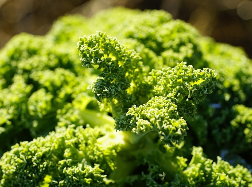 Selles on rohkem rauda kui lihas ja see on kasulik südamele. See köögivili, mida on söödud juba alates 17. sajandist, on taas leidnud tee Poola kööki.