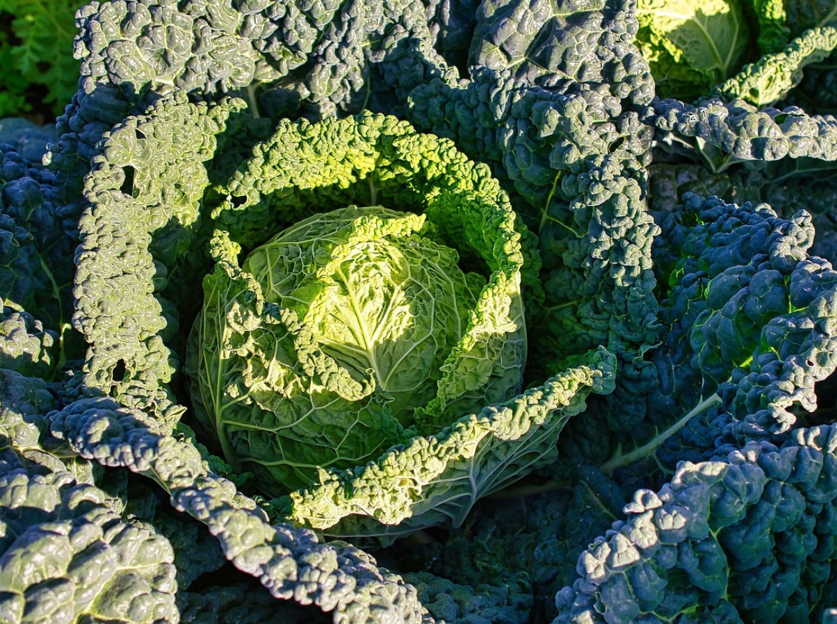 Selles on rohkem rauda kui lihas ja see on kasulik südamele. See köögivili, mida on söödud juba alates 17. sajandist, on taas leidnud tee Poola kööki.