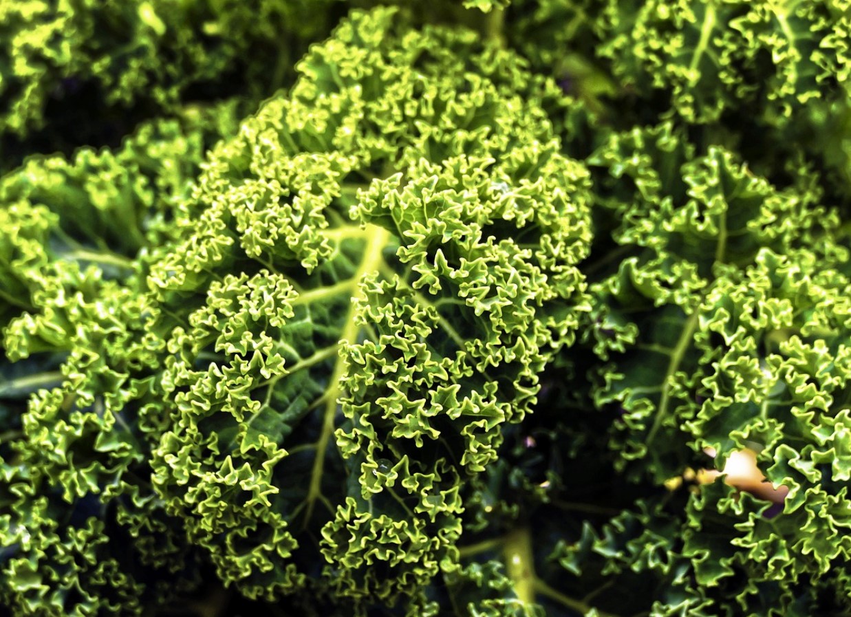 Selles on rohkem rauda kui lihas ja see on kasulik südamele. See köögivili, mida on söödud juba alates 17. sajandist, on taas leidnud tee Poola kööki.