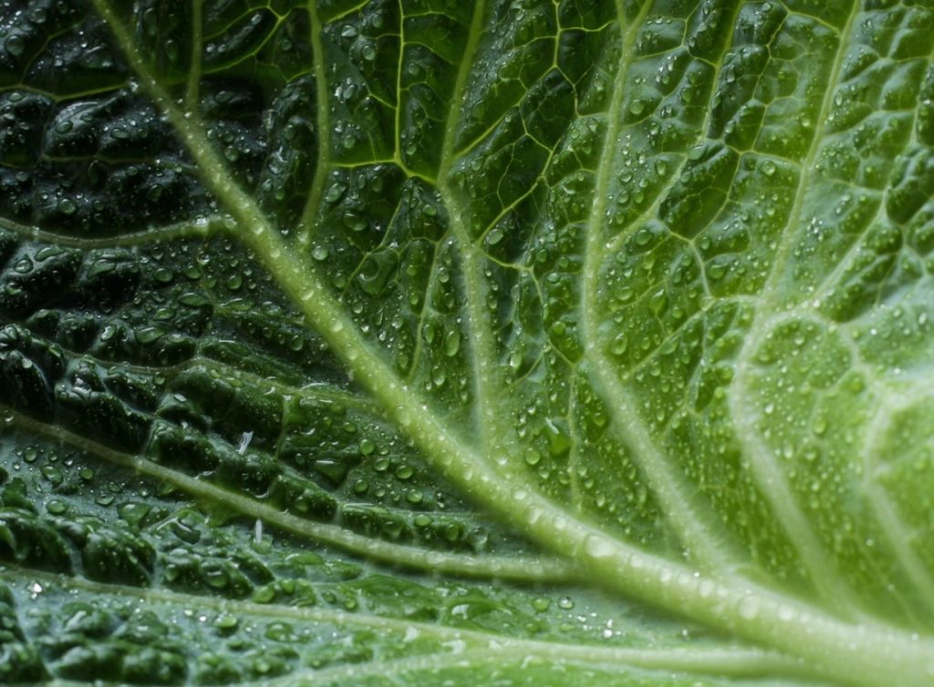 Milline kapsas põletab kõhu rasva: toitumisspetsialisti reiting