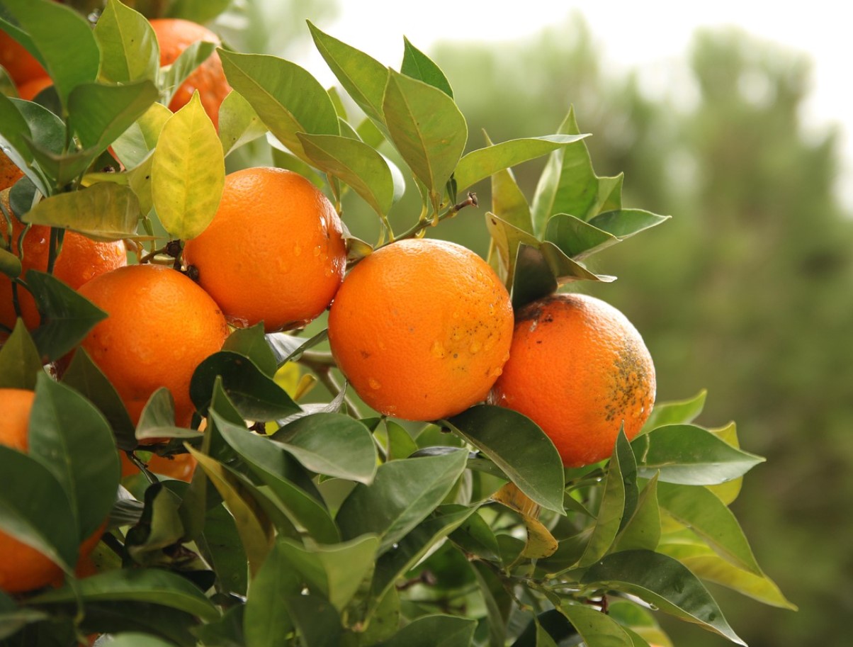 Värske klementiinimahl ilma mahlapressita – kiire ja toimiv meetod