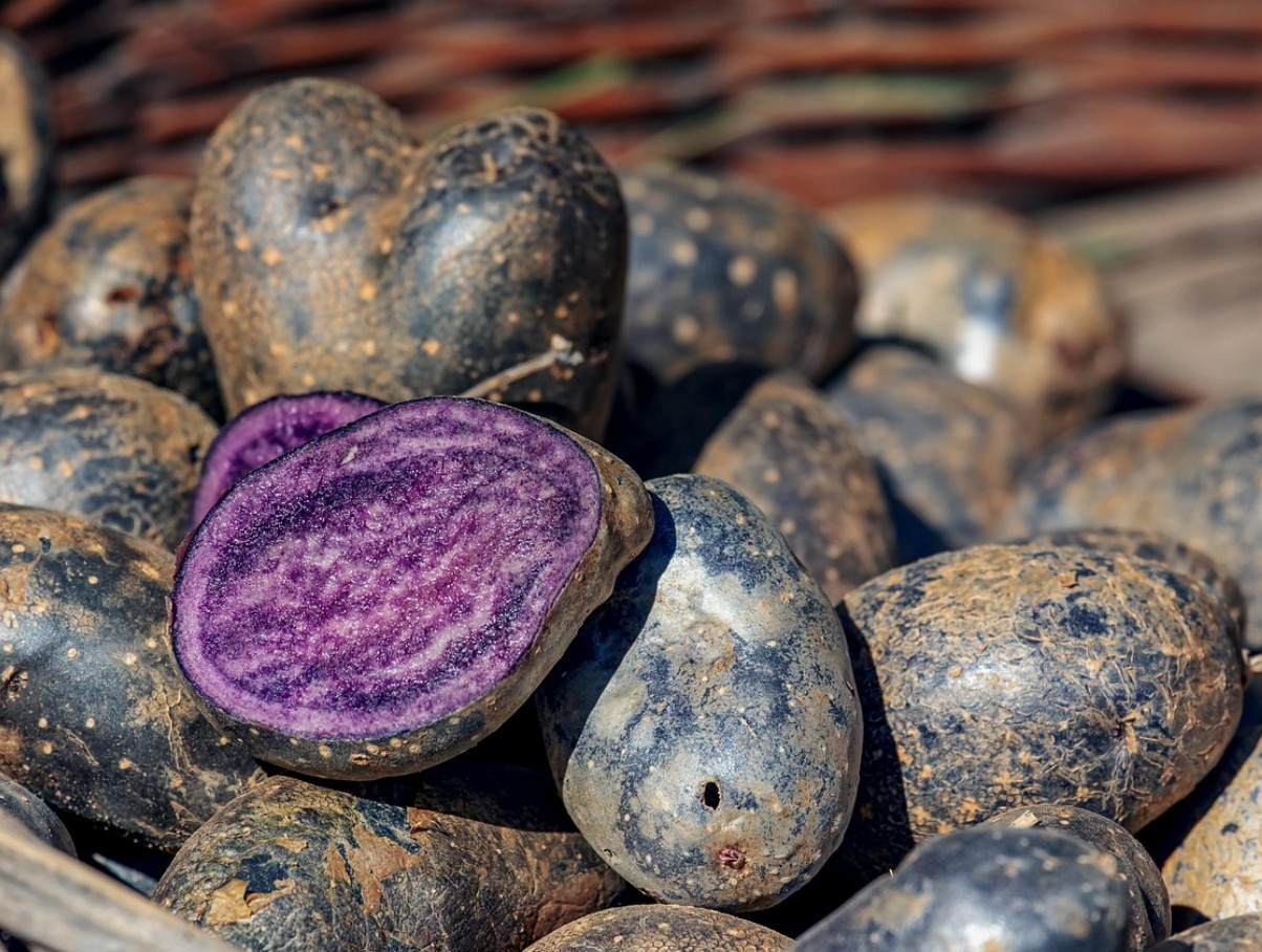 Poola kuningas Jan III Sobieski armastas neid. Need on antioksüdantide allikas, rikkad kaaliumi ja magneesiumiga ning alandavad vererõhku.