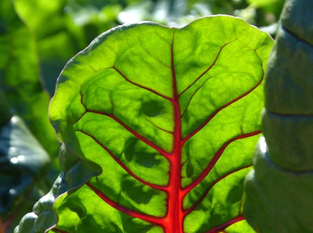 Unusta tavaline pannkook – mangold annab neile värvi, maitset ja energiat