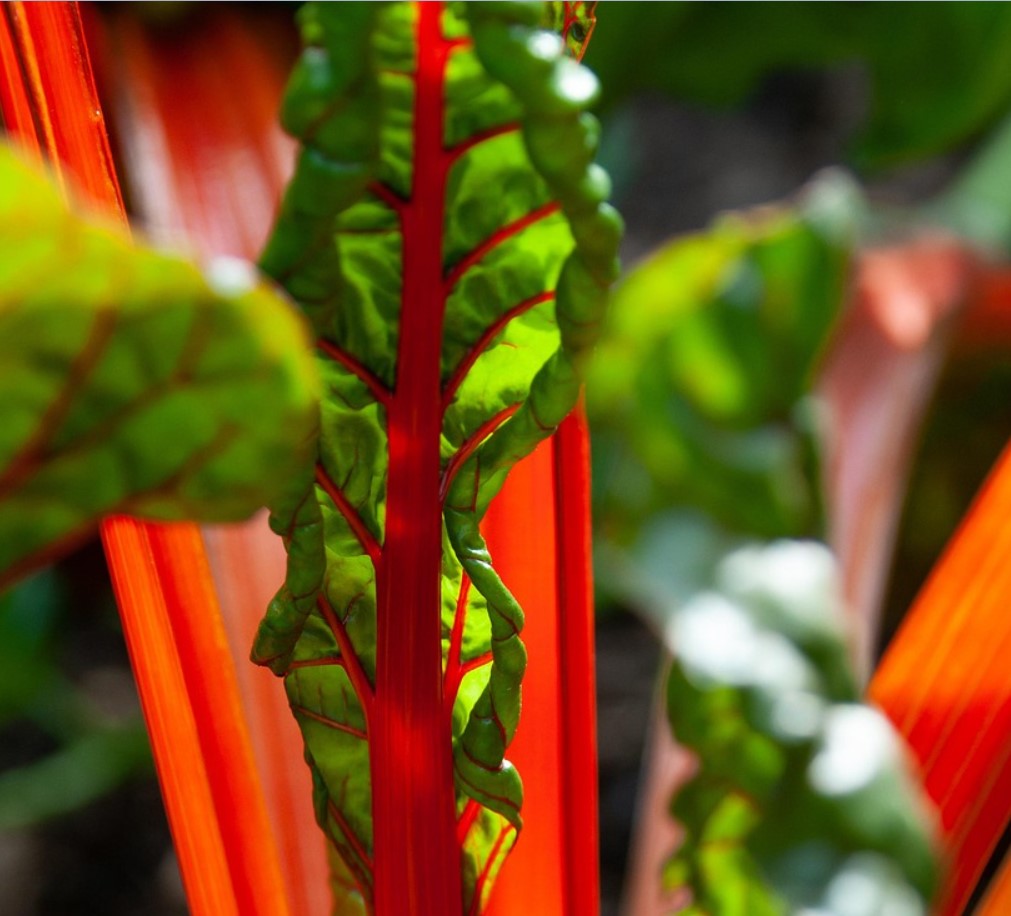 Unusta tavaline pannkook – mangold annab neile värvi, maitset ja energiat