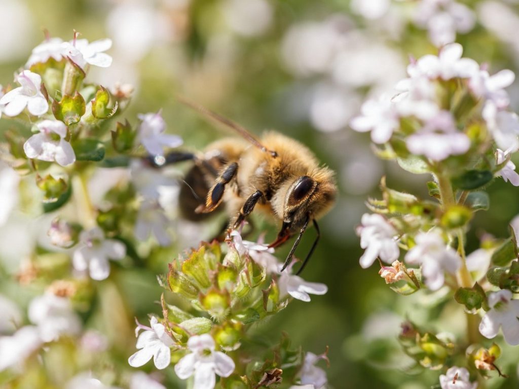 Suurepärane vahend sügisel esineva nohu ja köha vastu. Vanemad inimesed nimetasid seda „vaeste penitsilliini”.