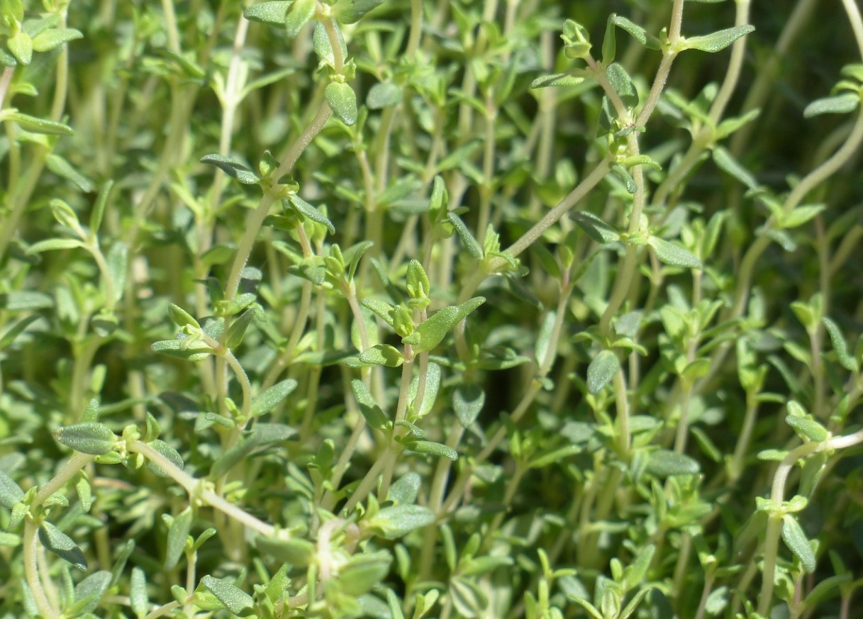 Suurepärane vahend sügisel esineva nohu ja köha vastu. Vanemad inimesed nimetasid seda „vaeste penitsilliini”.