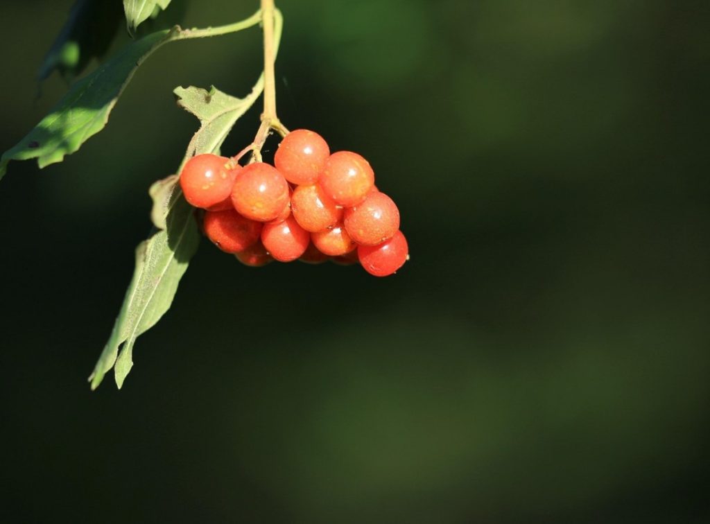 Kõik arvavad, et see on dekoratiivne põõsas. Selle viljad, õied ja koor leevendavad soolevalu ja -spasme ning kaitsevad diabeedi eest.