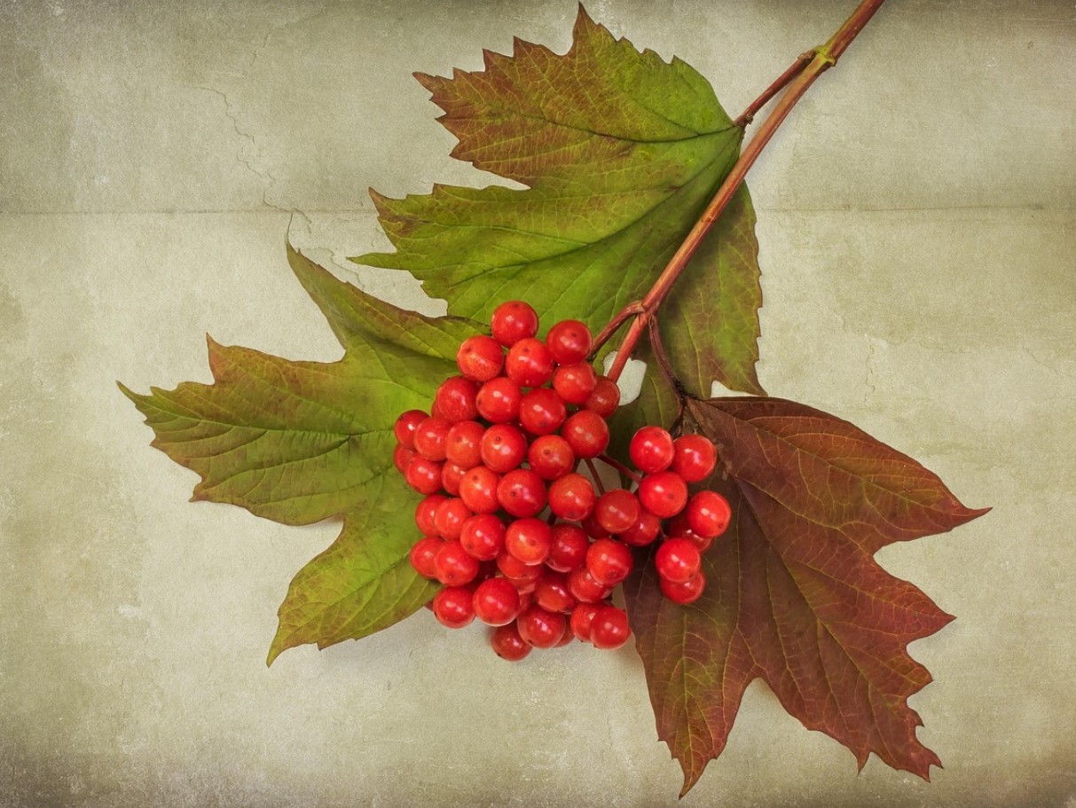 Kõik arvavad, et see on dekoratiivne põõsas. Selle viljad, õied ja koor leevendavad soolevalu ja -spasme ning kaitsevad diabeedi eest.
